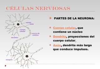 CÉLULAS NERVIOSAS PARTES DE LA NEURONA: Cuerpo celular , que contiene un núcleo Dendrita , proyecciones del cuerpo celular   Axón ,  dendrita más larga que conduce impulsos. 
