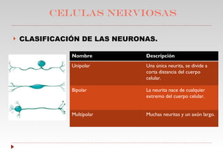 CELULAS NERVIOSAS CLASIFICACIÓN DE LAS NEURONAS. Nombre  Descripción Unipolar  Una única neurita, se divide a corta distancia del cuerpo celular. Bipolar  La neurita nace de cualquier extremo del cuerpo celular. Multípolar  Muchas neuritas y un axón largo. 