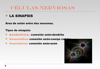 CÉLULAS NERVIOSAS LA SINAPSIS  Área de unión entre dos neuronas. Tipos de sinapsis: Axodentríca:  conexión axón-dendrita Axosomática:  conexión axón-cuerpo celular Axoaxónicas:  conexión axón-axón 