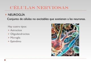 CÉLULAS NERVIOSAS NEUROGLÍA Conjunto de células no excitables que sostienen a las neuronas. Hay cuatro tipos: Astrocitos  Oligodendrocitos Microglia Epéndimo 