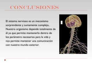 CONCLUSIONES El sistema nervioso es un mecanismo sorprendente y sumamente complejo, Nuestro organismo depende totalmente de él ya que permite mantenerlo dentro de los parámetro necesarios para la vida y nos permite mantener una comunicación con nuestro mundo exterior. 