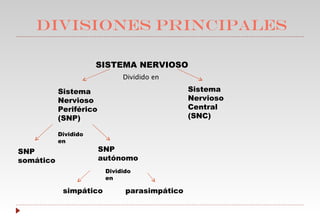 DIVISIONES PRINCIPALES   SISTEMA NERVIOSO Dividido en Sistema Nervioso Central (SNC) Sistema Nervioso Periférico (SNP) SNP somático SNP autónomo simpático parasimpático Dividido en Dividido en 