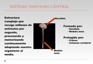 SISTEMA NERVIOSO CENTRAL Estructura compleja que recoge millones de estímulos por segundo, procesando y memorizando continuamente adaptando nuestro organismo al medio. Formado por: Encéfalo Medula ósea  Protegido por: - Cráneo  - Columna vertebral Encéfalo Medula ósea 