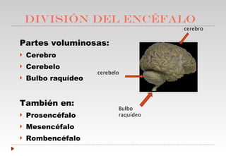 DIVISIÓN DEL ENCÉFALO Partes voluminosas: Cerebro Cerebelo Bulbo raquídeo También en: Prosencéfalo  Mesencéfalo  Rombencéfalo cerebro cerebelo Bulbo raquídeo 