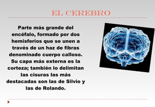 EL CEREBRO Parte más grande del encéfalo, formado por dos hemisferios que se unen a través de un haz de fibras denominado cuerpo calloso. Su capa más externa es la corteza; también lo delimitan las cisuras las más destacadas son las de Silvio y las de Rolando. 