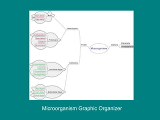 Microorganism Graphic Organizer 