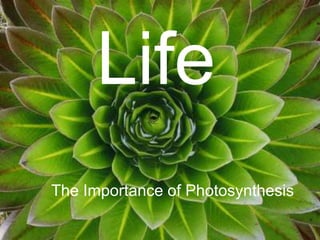 Life Life The Importance of Photosynthesis 