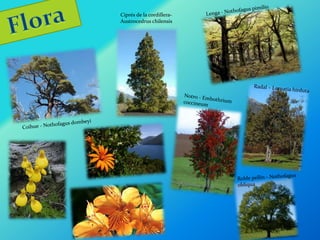 Ciprés de la cordillera- 
Austrocedrus chilensis 
 