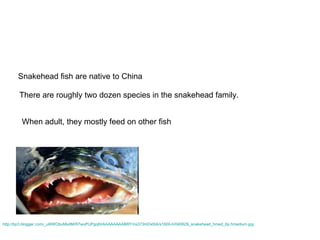 http://bp3.blogger.com/_uI6WObuMsdM/R7wuPUPgq8I/AAAAAAAABRY/ns373mDxt0A/s1600-h/040629_snakehead_hmed_6p.hmedium.jpg Snakehead fish are native to China There are roughly two dozen species in the snakehead family.  When adult, they mostly feed on other fish  