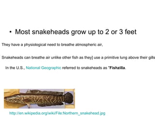 Most snakeheads grow up to 2 or 3 feet  http://en.wikipedia.org/wiki/File:Northern_snakehead.jpg They have a physiological need to breathe atmospheric air,  Snakeheads can breathe air unlike other fish as they] use a primitive lung above their gills.  In the U.S.,  National Geographic  referred to snakeheads as " Fishzilla .  