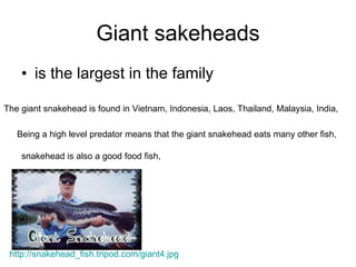 Giant sakeheads is the largest in the family  The giant snakehead is found in Vietnam, Indonesia, Laos, Thailand, Malaysia, India,  Being a high level predator means that the giant snakehead eats many other fish,  snakehead is also a good food fish,  http://snakehead_fish.tripod.com/giant4.jpg 