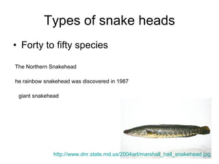 Types of snake heads Forty to fifty species The Northern Snakehead  he rainbow snakehead was discovered in 1987  giant snakehead  http://www.dnr.state.md.us/2004art/marshall_hall_snakehead.jpg 