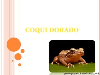 COQUI DORADO (www.photosofpuertorico.com ) 