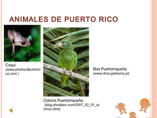 ANIMALES DE PUERTO RICO Coqui (www.photosofpuertorico.com ) Boa Puertorriqueña (www.drna.gobierno.pr) Cotorra Puertorriqueña   (blog.dondees.com/2007_02_01_archive.html)  