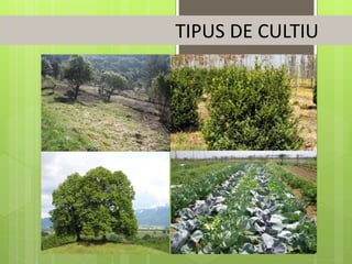 TIPUS DE CULTIU
 