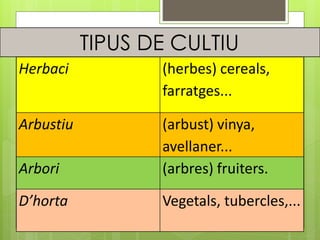 Herbaci (herbes) cereals,
farratges...
Arbustiu (arbust) vinya,
avellaner...
Arbori (arbres) fruiters.
D’horta Vegetals, tubercles,...
TIPUS DE CULTIU
 