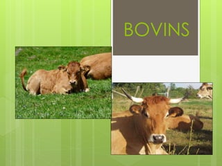 BOVINS
 