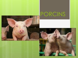 PORCINS
 
