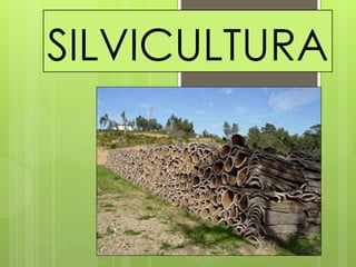 SILVICULTURA
 