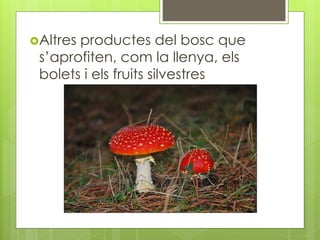 Altres productes del bosc que
s’aprofiten, com la llenya, els
bolets i els fruits silvestres
 
