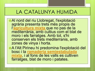 LA CATALUNYA HUMIDA
Al nord del riu Llobregat, l'explotació
agrària presenta trets més propis de
l'agricultura mixta que no pas de la
mediterrània, amb cultius com el blat de
moro i els farratges. Amb tot, s'hi
conserven els trets mediterranis, amb
zones de vinya i horta.
A l'Alt Pirineu hi predomina l'explotació del
bosc i la ramaderia semiestabulada
mixta, i al fons de les valls es cultiven
farratges, blat de moro i patates.
 
