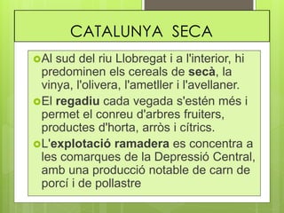 CATALUNYA SECA
Al sud del riu Llobregat i a l'interior, hi
predominen els cereals de secà, la
vinya, l'olivera, l'ametller i l'avellaner.
El regadiu cada vegada s'estén més i
permet el conreu d'arbres fruiters,
productes d'horta, arròs i cítrics.
L'explotació ramadera es concentra a
les comarques de la Depressió Central,
amb una producció notable de carn de
porcí i de pollastre
 
