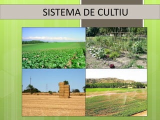 SISTEMA DE CULTIU
 
