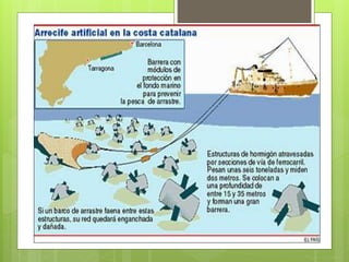 Power point socials tema 2 sector primari