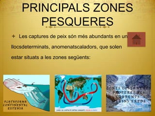 PRINCIPALS ZONES
       PESQUERES
 Les captures de peix són més abundants en uns

llocsdeterminats, anomenatscaladors, que solen

estar situats a les zones següents:
 