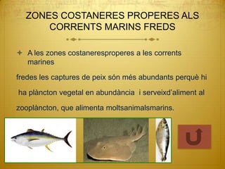 ZONES COSTANERES PROPERES ALS
      CORRENTS MARINS FREDS

 A les zones costaneresproperes a les corrents
  marines

fredes les captures de peix són més abundants perquè hi

ha plàncton vegetal en abundància i serveixd’aliment al

zooplàncton, que alimenta moltsanimalsmarins.
 