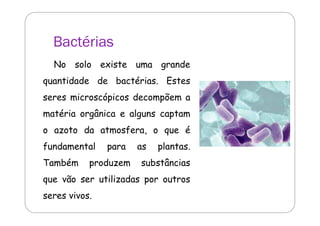 Bactérias 
No solo existe uma grande 
quantidade de bactérias. Estes 
seres microscópicos decompõem a 
matéria orgânica e alguns captam 
o azoto da atmosfera, o que é 
fundamental para as plantas. 
Também produzem substâncias 
que vão ser utilizadas por outros 
seres vivos. 
 