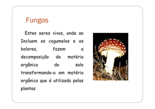 Fungos 
Estes seres vivos, onde se 
Incluem os cogumelos e os 
bolores, fazem a 
decomposição da matéria 
orgânica do solo 
transformando-a em matéria 
orgânica que é utilizada pelas 
plantas 
 