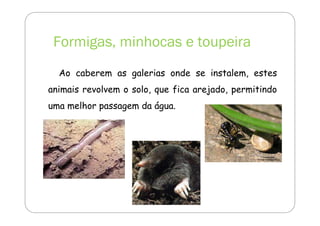 Formigas, minhocas e toupeira 
Ao caberem as galerias onde se instalem, estes 
animais revolvem o solo, que fica arejado, permitindo 
uma melhor passagem da água. 
 