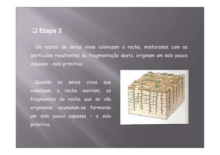 Etapa 3 
Os restos de seres vivos colonizam a rocha, misturados com as 
partículas resultantes da fragmentação desta, originam um solo pouco 
espesso - solo primitivo. 
Quando os seres vivos que 
colonizam a rocha morrem, os 
fragmentos da rocha que se vão 
originando, acumulam-se formando 
um solo pouco espesso – o solo 
primitivo. 
 