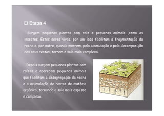Etapa 4 
Surgem pequenas plantas com raiz e pequenos animais ,como os 
insectos. Estes seres vivos, por um lado facilitam a fragmentação da 
rocha e, por outro, quando morrem, pela acumulação e pela decomposição 
dos seus restos, tornam o solo mais complexo. 
Depois surgem pequenas plantas com 
raízes e aparecem pequenos animais 
que facilitam a desagregação da rocha 
e a acumulação de restos de matéria 
orgânica, tornando o solo mais espesso 
e complexo. 
 