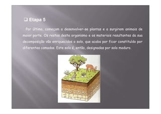 Etapa 5 
Por último, começam a desenvolver-se plantas e a surgirem animais de 
maior porte. Os restos deste organismo e os materiais resultantes da sua 
decomposição vão enriquecidos o solo, que acaba por ficar constituído por 
diferentes camadas. Este solo é, então, designadas por solo maduro. 
 