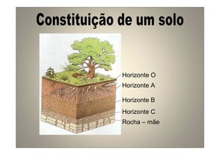 Horizonte O 
Horizonte A 
Horizonte B 
Horizonte C 
Rocha – mãe 
 