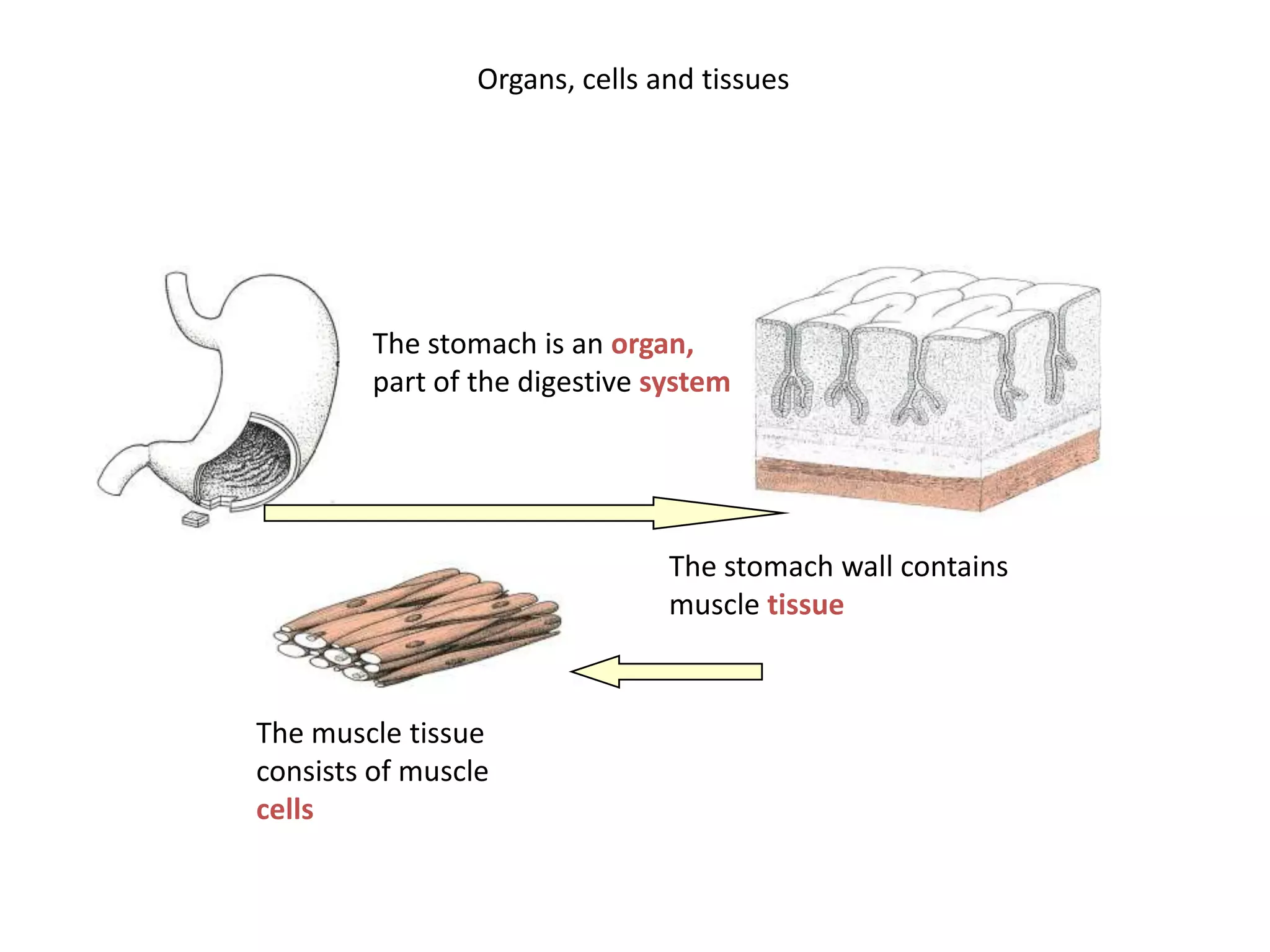 Organs, cells and tissuesThe stomach is an organ,part of the digestive systemThe stomach wall contains muscle tissueThe muscle tissue consists of muscle cells