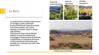 La flora
Le caratteristiche climatiche determinano
un variegato quadro ambientale.
Si passa dalla foresta Tropicale presente
sulla costa orientale, alla savana
arborata, e troviamo anche la steppa
sugli altopiani.
Presente sulla costa sud-occidentale
abbiamo la macchia mediterranea.
Il paesaggio è estremamente diversificato
e rappresenta un’importante attrazione
turistica soprattutto nelle ampie aree
protette che si estendono per oltre il 6%
del territorio.
MACCHIA
MEDITERRANEA
FORESTA
TROPICALE
SAVANA
ARVORATA
STEPPA SUGLI ALTOPIANI
 