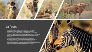 La fauna
Anche la fauna è straordinariamente ricca, e molte specie
sopravvivono grazie soprattutto a delle riserve naturali.
Il Paese è ricco di: roditori (150 specie), felini, numerosi rettili.
I coccodrilli oggi in presenza limitata, migliaia di uccelli e 200 specie
di pesci presenti nei fiumi che completano l’eccezionale quadro
faunistico.
Il leone, il bufalo, il leopardo, l'elefante e il rinoceronte.
Ma anche il pinguino, lo squalo bianco, la balena, la giraffa, il
suricato, il licaone, la faraona mitrata e la zebra di pianura.
La fauna del Sudafrica è un immenso microcosmo cui appartengono
quasi 300 specie di mammiferi e 858 specie di uccelli.
 