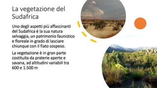 La vegetazione del
Sudafrica
Uno degli aspetti più affascinanti
del Sudafrica è la sua natura
selvaggia, un patrimonio faunistico
e floreale in grado di lasciare
chiunque con il fiato sospeso.
La vegetazione è in gran parte
costituita da praterie aperte e
savana, ad altitudini variabili tra
600 e 1.500 m
 