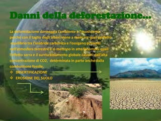 Danni della deforestazione…
La deforestazione danneggia l’ambiente e l’ecosistema
perché con il taglio degli alberi viene a mancare quel perfetto
 equilibrio tra l’anidride carbonica e l’ossigeno presenti
nell’atmosfera terrestre e si mettono in atto fenomeni quali
l’effetto serra e il surriscaldamento globale causati dall’alta
concentrazione di CO2, determinata in parte anche dalla
combustione fossile.
 DESERTIFICAZIONE
 EROSIONE DEL SUOLO
 