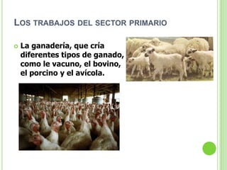LOS TRABAJOS DEL SECTOR PRIMARIO

   La ganadería, que cría
    diferentes tipos de ganado,
    como le vacuno, el bovino,
    el porcino y el avícola.
 