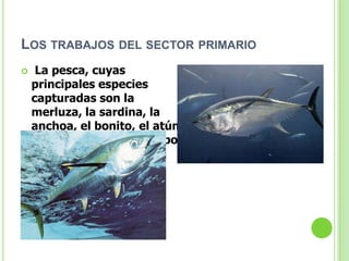 LOS TRABAJOS DEL SECTOR PRIMARIO
    La pesca, cuyas
    principales especies
    capturadas son la
    merluza, la sardina, la
    anchoa, el bonito, el atún,
    el besugo y distintos tipos
    de mariscos.
 