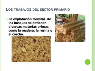 LOS TRABAJOS DEL SECTOR PRIMARIO

   La explotación forestal. De
    los bosques se obtienen
    diversas materias primas,
    como la madera, la resina o
    el corcho.
 