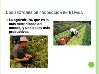 LOS SECTORES DE PRODUCCIÓN EN ESPAÑA
   La agricultura, que es la
    más mecanizada del
    mundo, y una de las más
    productivas.
 