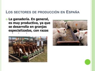 LOS SECTORES DE PRODUCCIÓN EN ESPAÑA
   La ganadería. En general,
    es muy productiva, ya que
    se desarrolla en granjas
    especializadas, con razas
    seleccionadas.
 