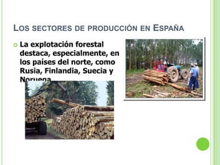 LOS SECTORES DE PRODUCCIÓN EN ESPAÑA
   La explotación forestal
    destaca, especialmente, en
    los países del norte, como
    Rusia, Finlandia, Suecia y
    Noruega.
 