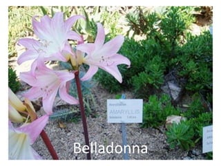 Belladonna 