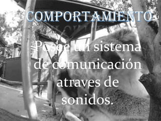Posee un sistema
de comunicación
atraves de
sonidos.

 